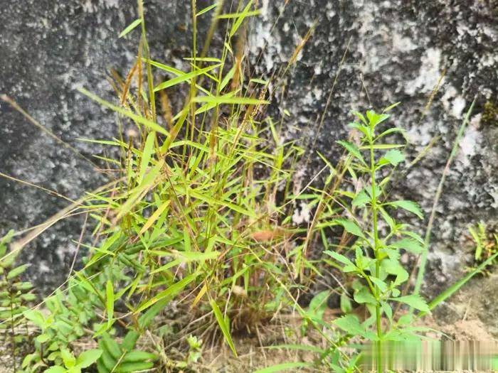 绘画大师吕文扬与金丝草的艺术情缘