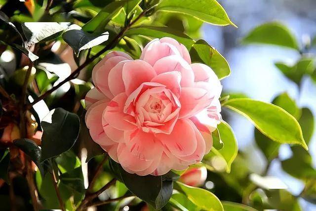 男人，在这些事上对你“舍不得”，就是爱你入骨了