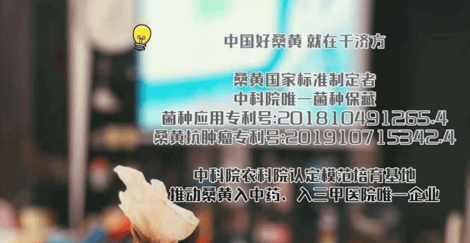 探秘千济方桑黄：对多种疾病的积极干预