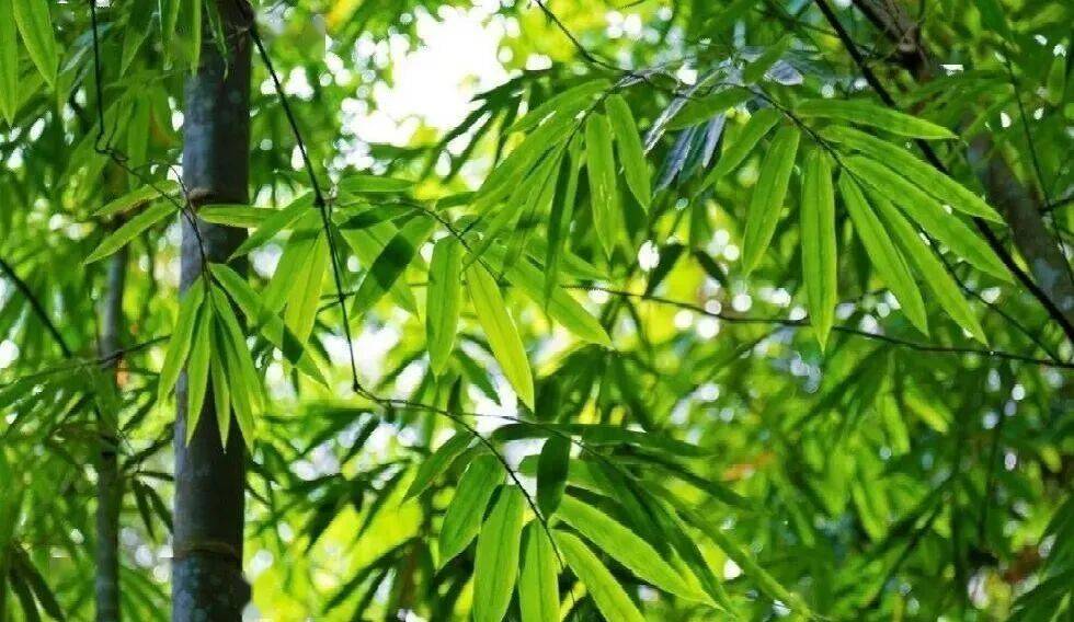 『竹』是“草”还是“树”？怎么分类？