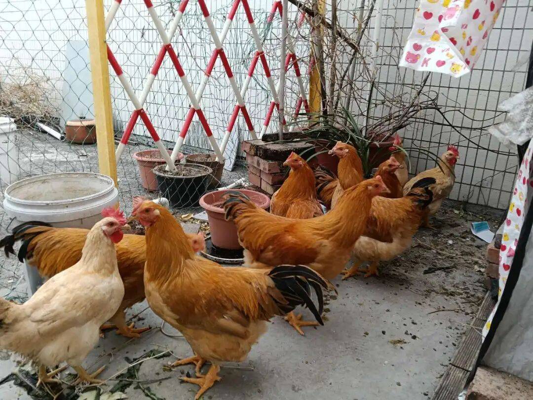 现在我真正体会到养鸡也有牵挂