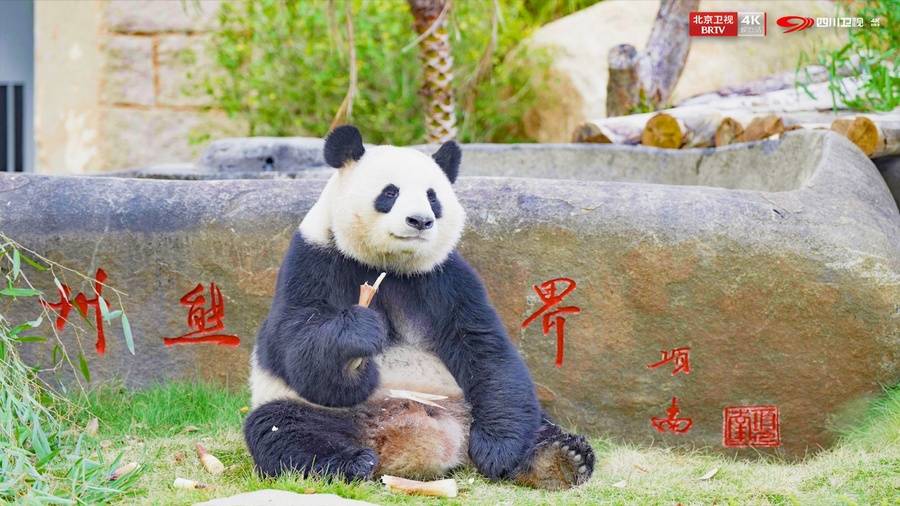 大熊猫的山海冒险收官！每一帧都藏着治愈与守护