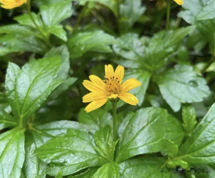 吕文扬绘画大师：绘画笔触下的自然之韵与喉咙草的奇妙世界