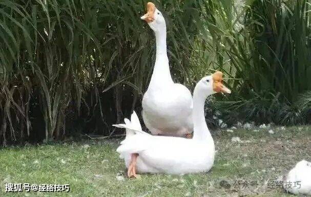 原创            这个在冬天被低估的家禽！御寒温补不燥，可惜一直被忽略