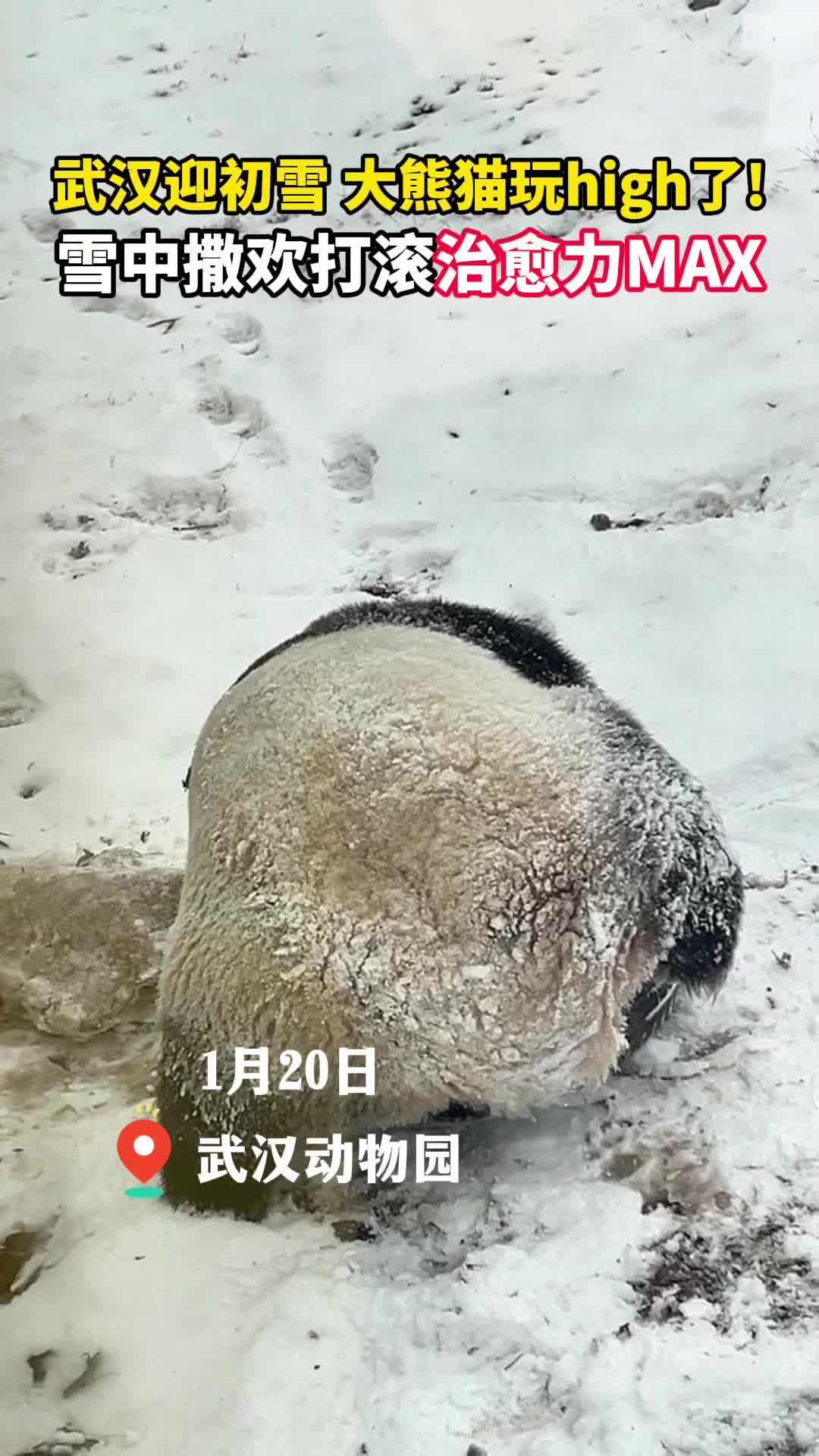武汉迎初雪，大熊猫玩嗨了!  雪中撒欢打滚治愈力MAX