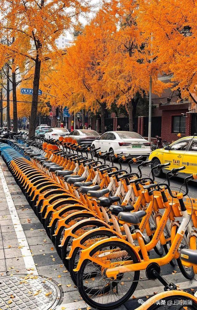 被网友誉为“单车艺术家”！银杏叶已落，但他让局门路上这道“风景”四季都在！