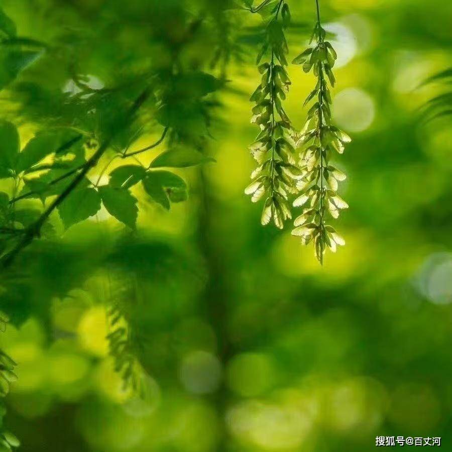 【古诗词鉴赏】元代词人虞集《风入松·寄柯敬仲》词赏析