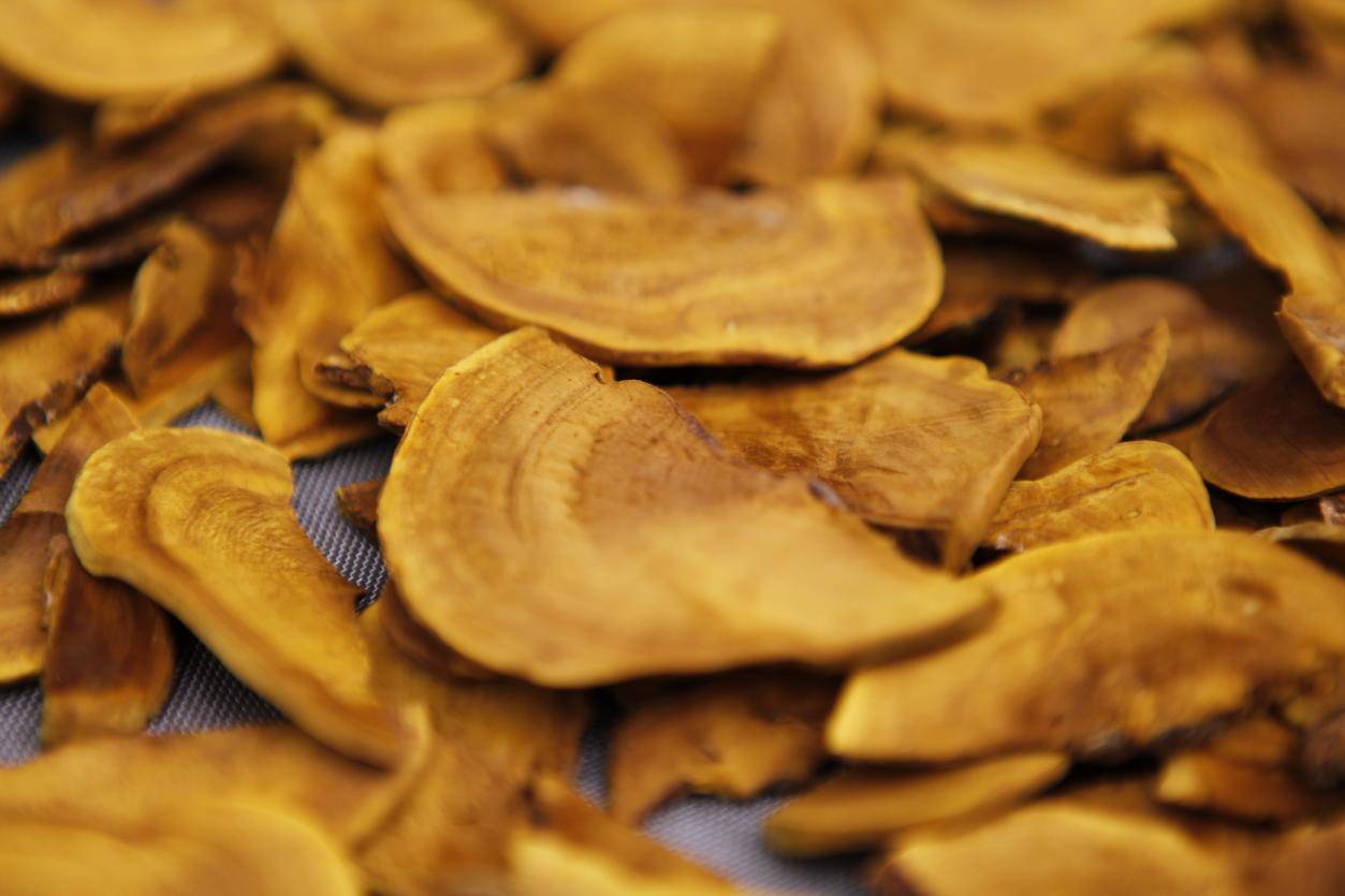 千济方桑黄临床课题：桑黄改善睡眠质量的临床实证分析