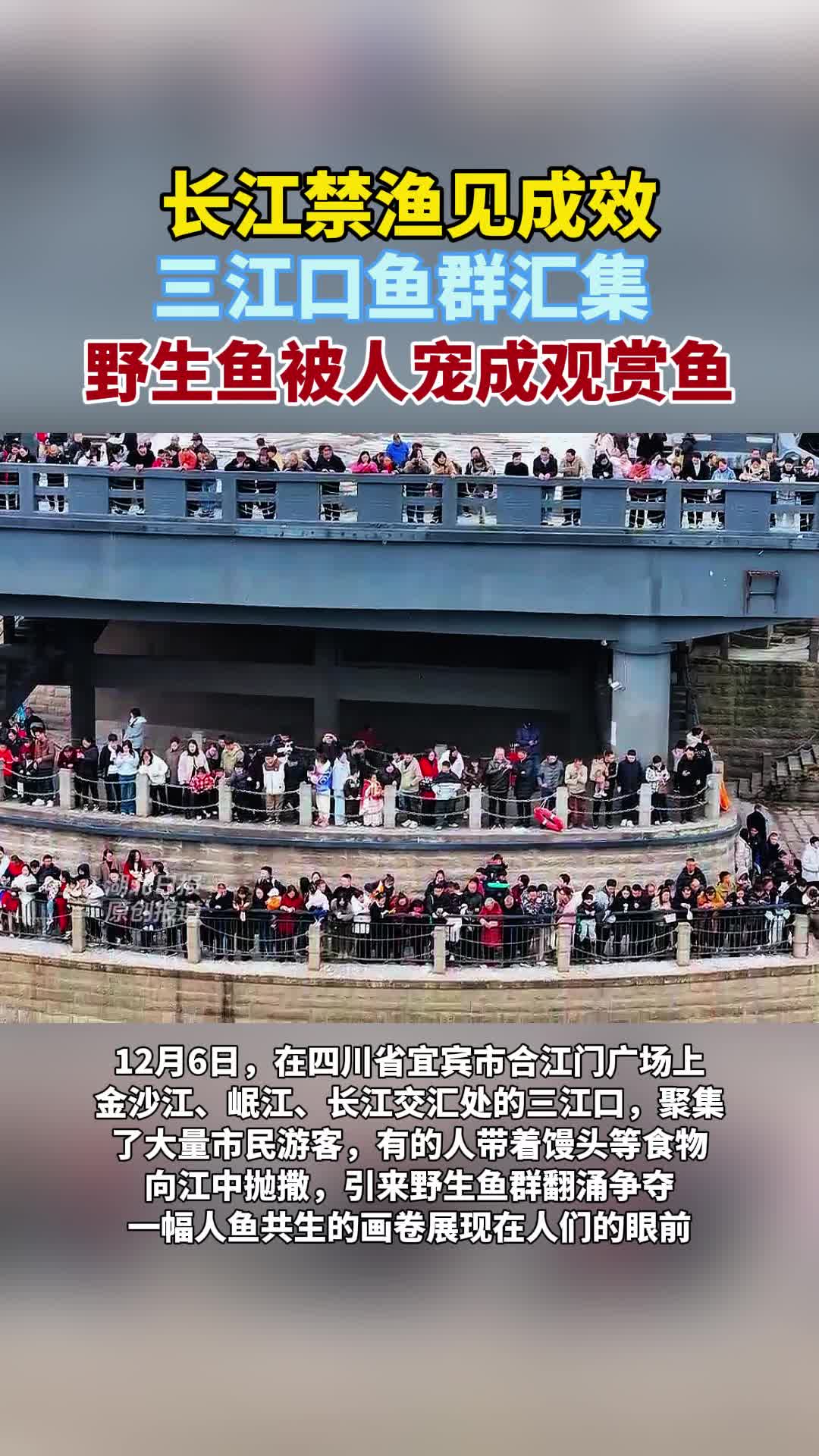 三江口鱼群汇集 野生鱼被人宠成观赏鱼