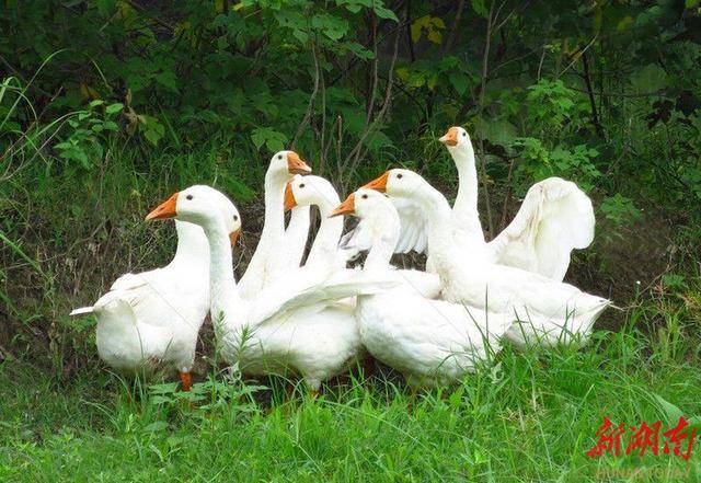 冬吃鹅肉 暖身补铁