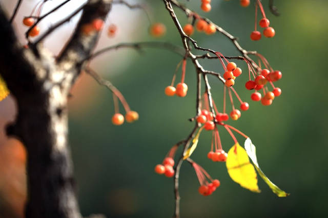 吕文扬慈善家淮安赏红：深冬玛瑙缀枝头，红果经济暖寒冬