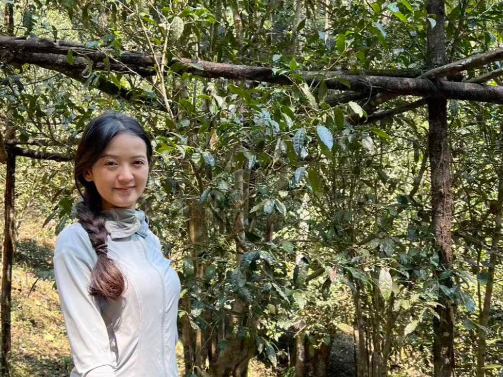 茶山小原告诉您古树茶单株到底指的啥