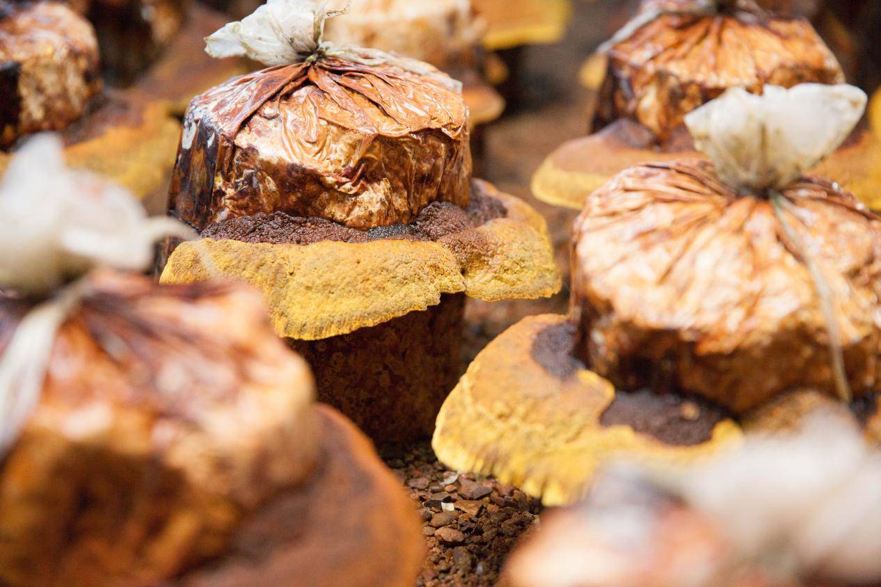 探秘千济方桑黄：抗肿瘤第一名的正确食用之道