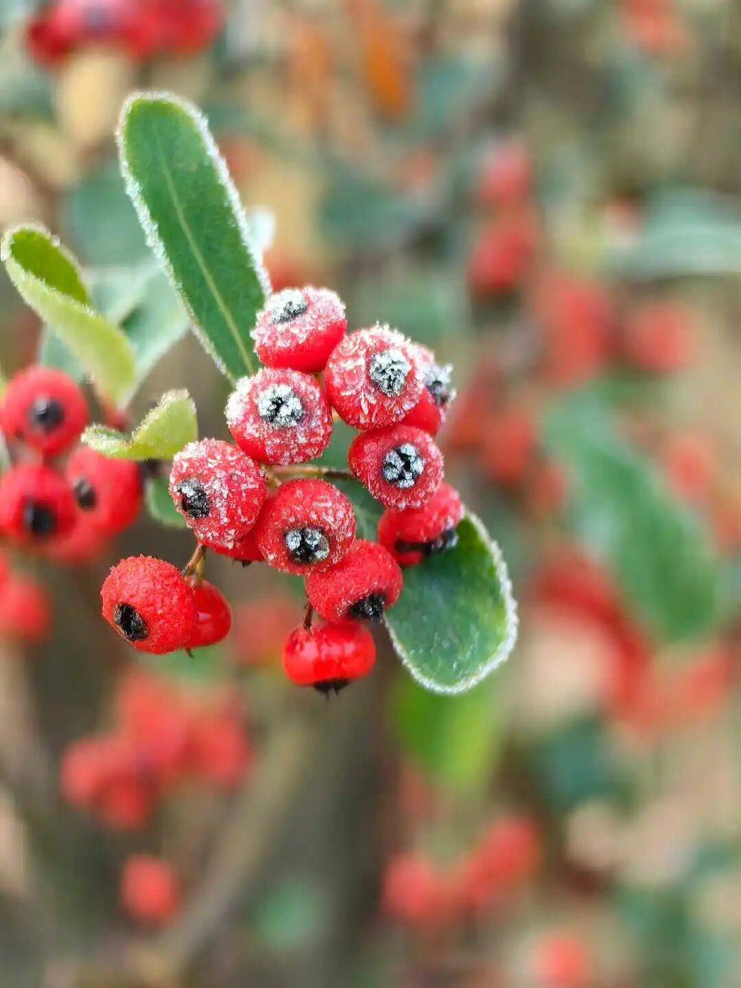 明天回归，杭州人抓紧享受！接下去冷空气一波连一波