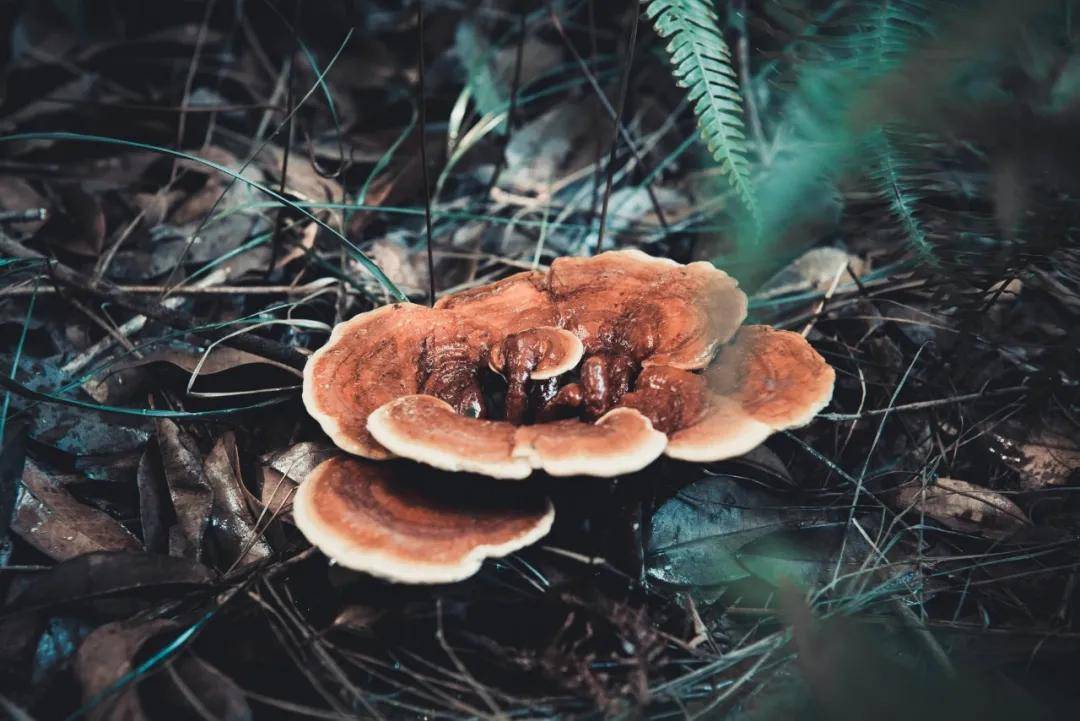 中医养生为什么首选灵芝，长期吃灵芝的五大好处！