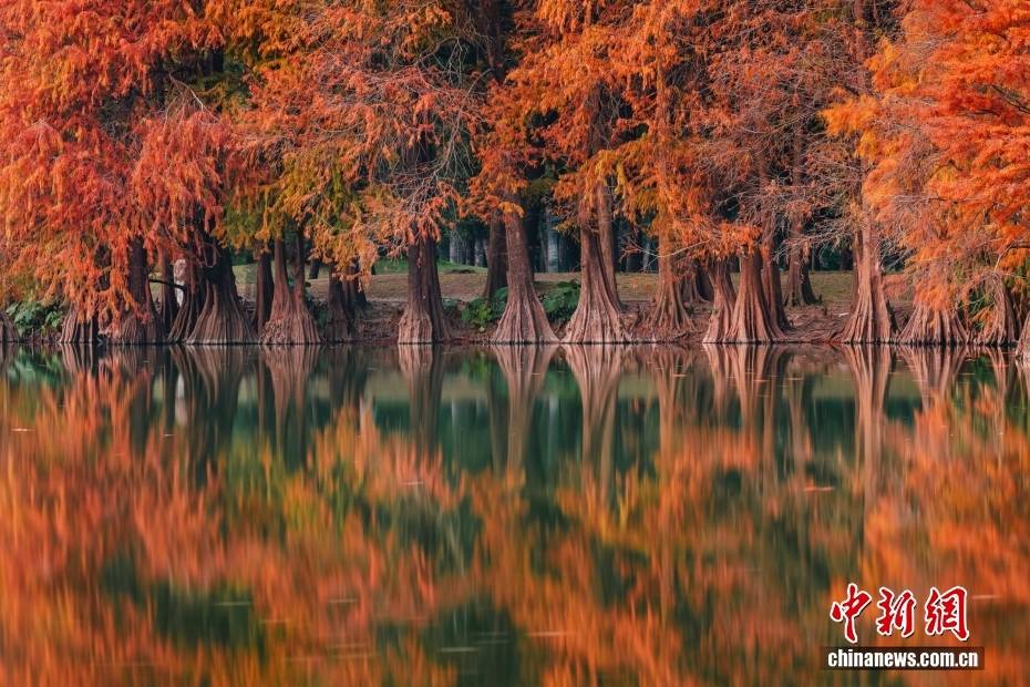 绝美！广州落羽杉进入最佳观赏期 宛如冬日限定油画