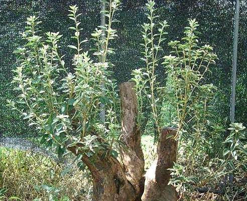 原创            那个映山红歌唱，这个映山红老桩，疑难杂症发霉症状这样处理