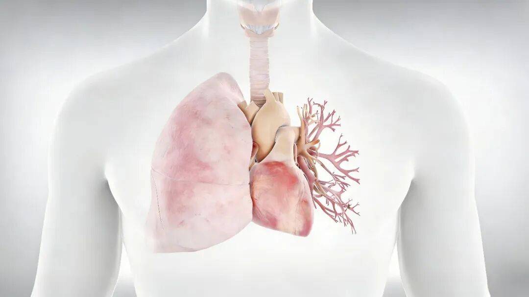 【名医名科】肺癌手术只是起点，肺康复才是归途