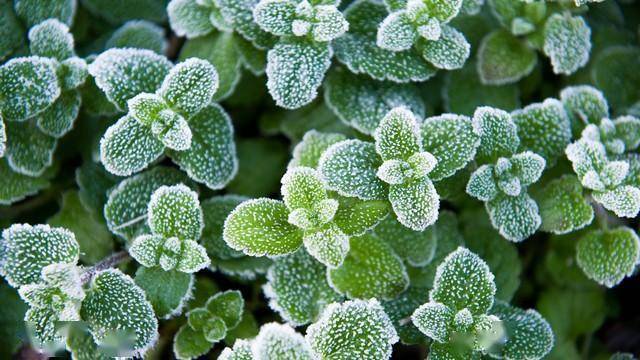 三九后，使劲吃这菜，一清肝、二散寒、三健脾胃，别不懂吃！