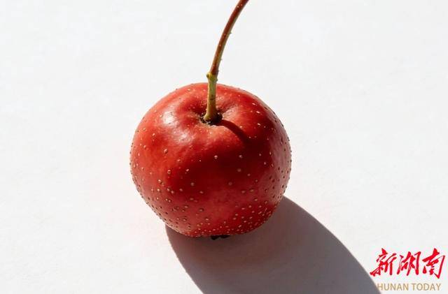 冬吃山楂，降脂降压