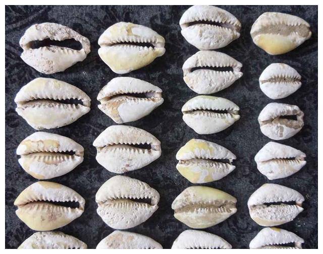 在先秦贝壳曾是流通货币，古人为何不去海边捡？真的不敢捡