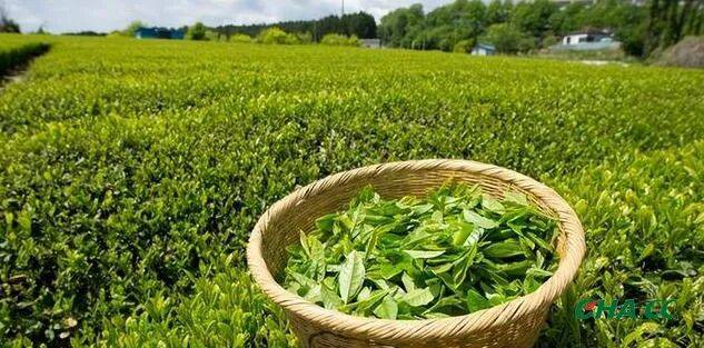 每日学茶（20251223期）丨茶树品种的“适制性”主要由什么决定？