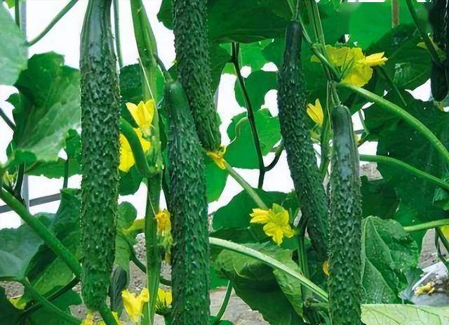 黄瓜是肠癌“催化剂”？医生：不想肠癌来的快，2物再爱也要忌口