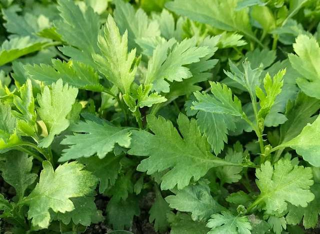 原创            自带“青霉素”的4种菜，建议大家：春天经常吃，提高免疫力少生病！