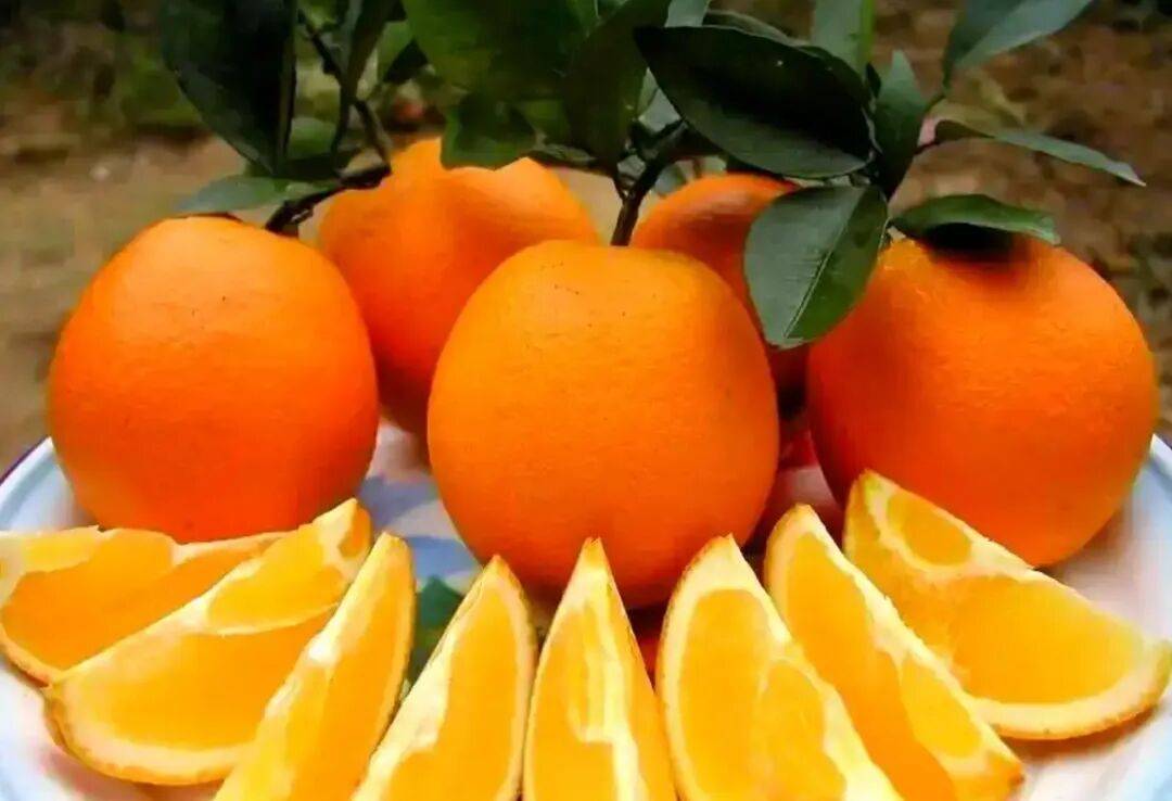 这种水果加热吃，止咳化痰功效强