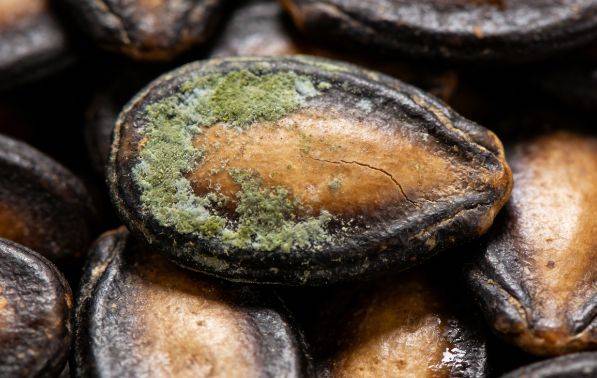 北京菌一生：这种致癌物在春节很常见