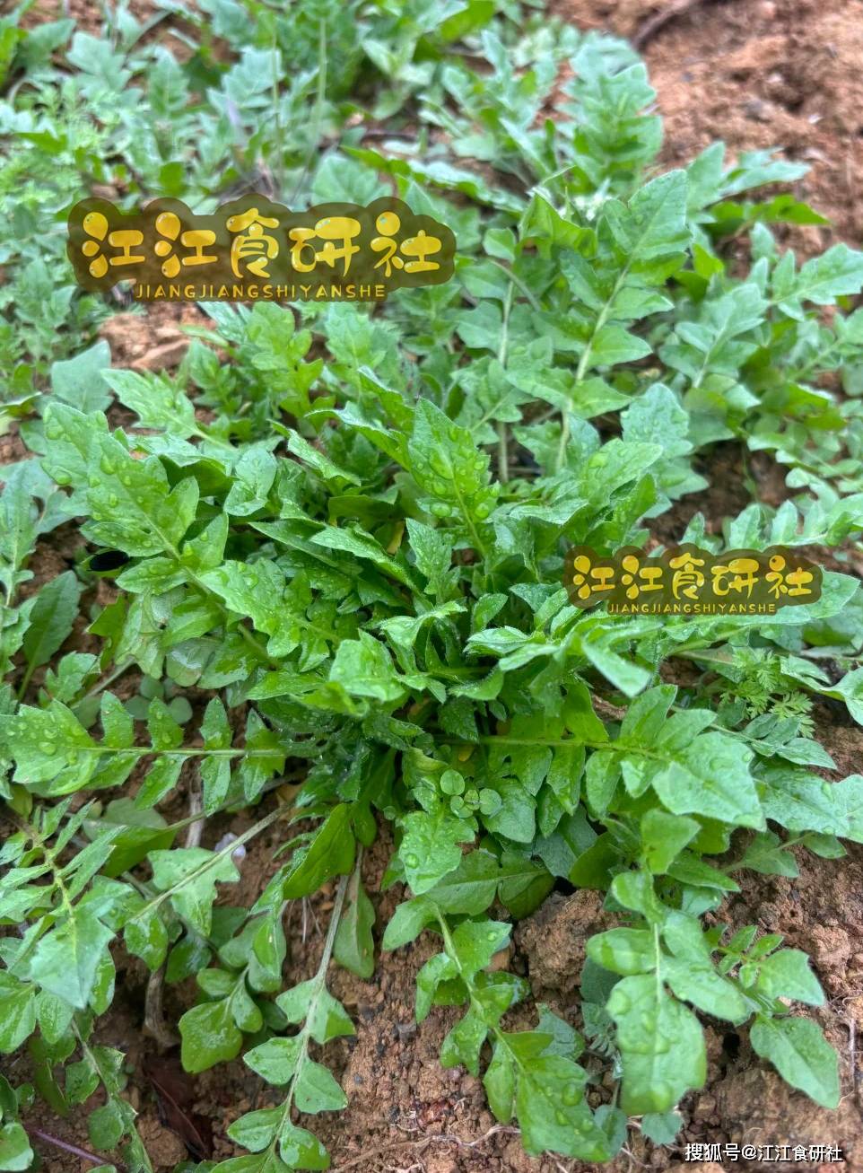 立春后，这菜要多吃！一补阳、二通便、三护眼，包饺子吃，真鲜美