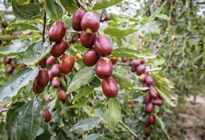 红枣的真正价值：护肝、抗氧化、稳代谢的天然食材