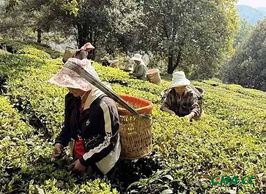 春日茶山采制忙 白竹新芽又飘香
