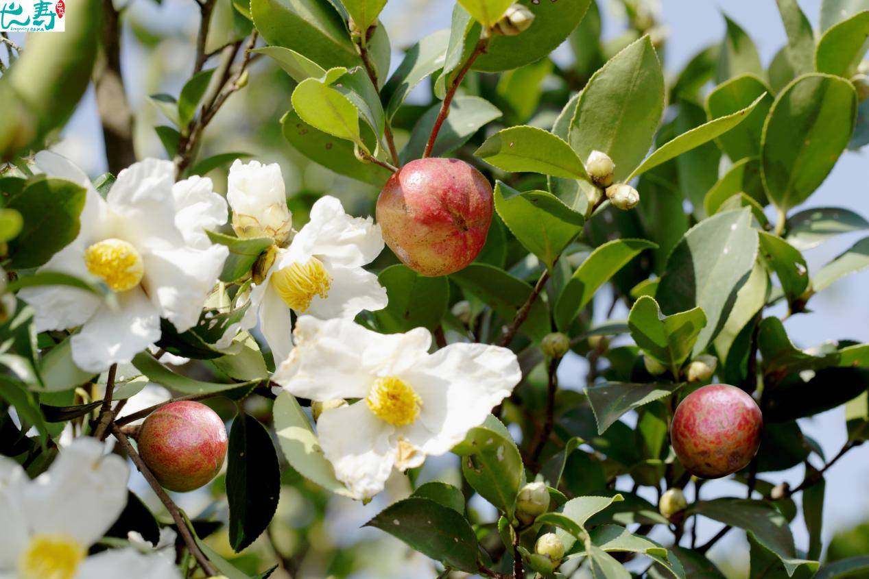 茶油：东方“液体黄金”的厨房智慧——来自世界长寿之乡巴马的馈赠