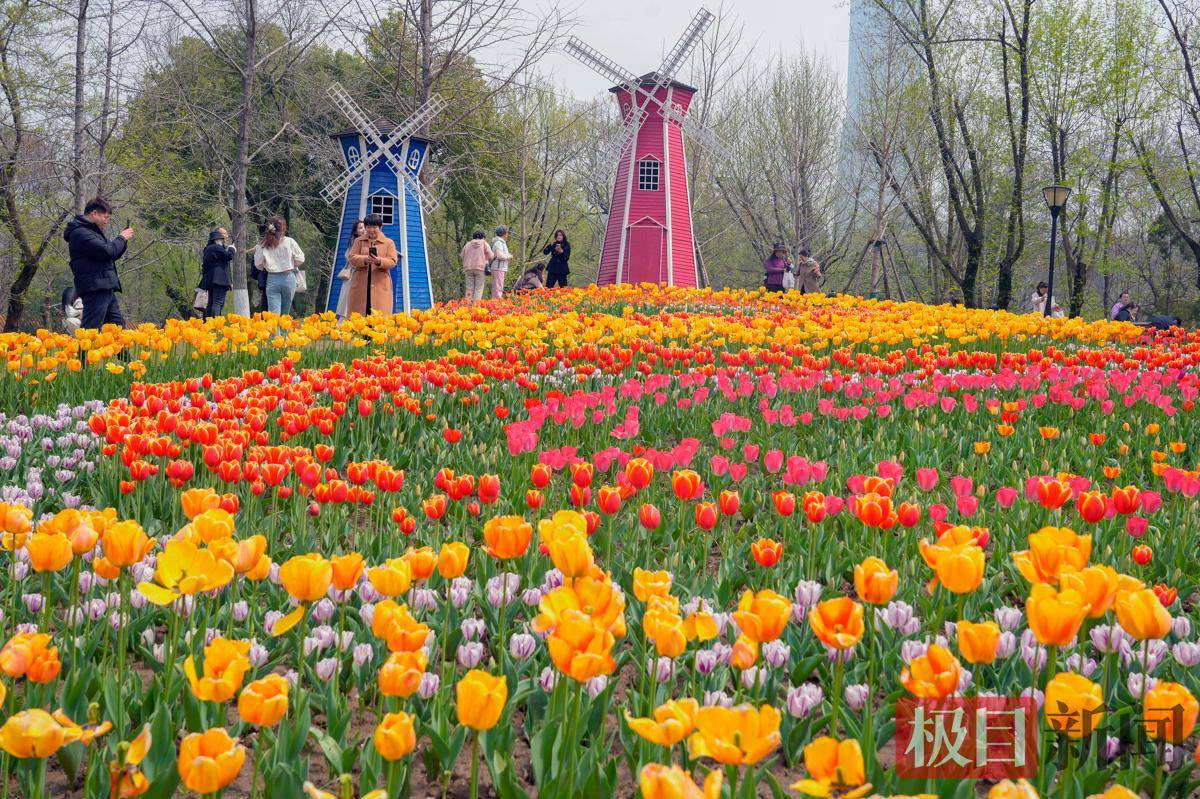 6万株郁金香汇成“油画感”花海
