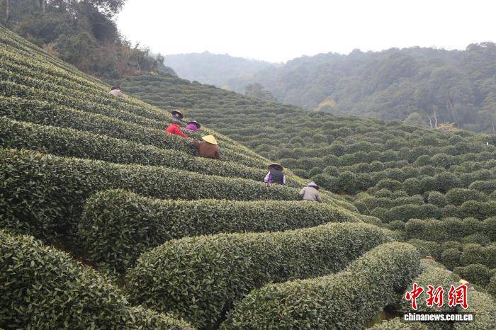 西湖龙井茶开采：茶人制茶忙 预计3日后大规模上市