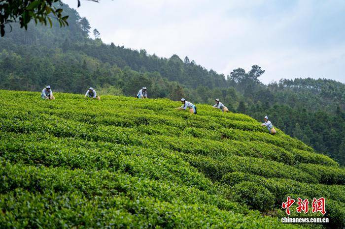 广西金秀：茶叶铺就增收致富路