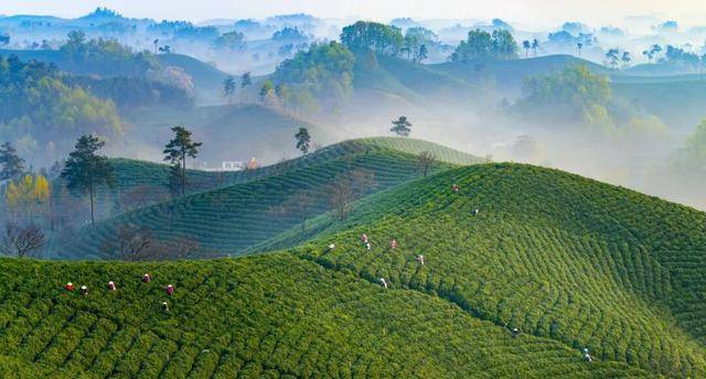 信阳市委书记张宏伟：精耕细作“两茶”产业守护老区振兴底色