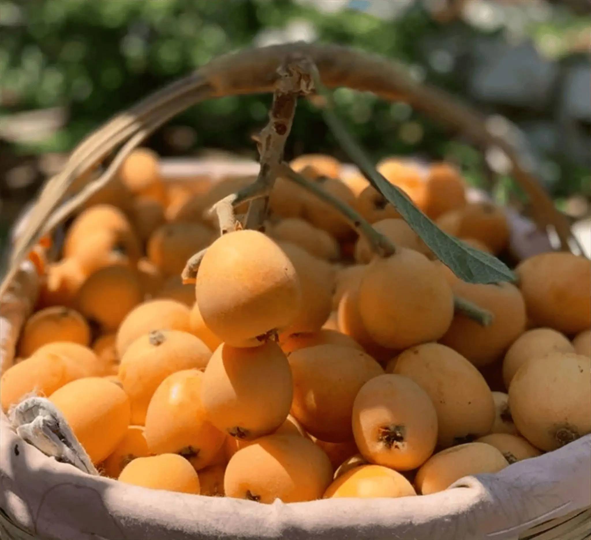 原创            惊蛰将至，7 种时令春果要常吃，解燥养身，不负春日好时节