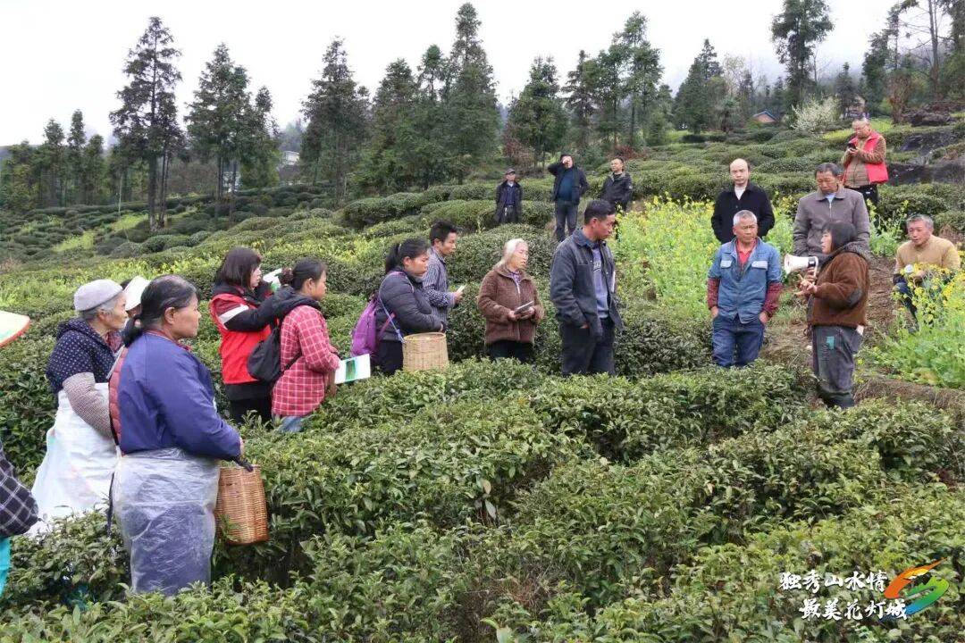 【奋进的春天】独山县：农技下乡进茶山 科学管护助茶香