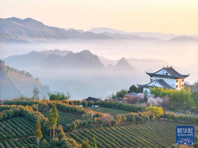 茶山春早 绿意新生