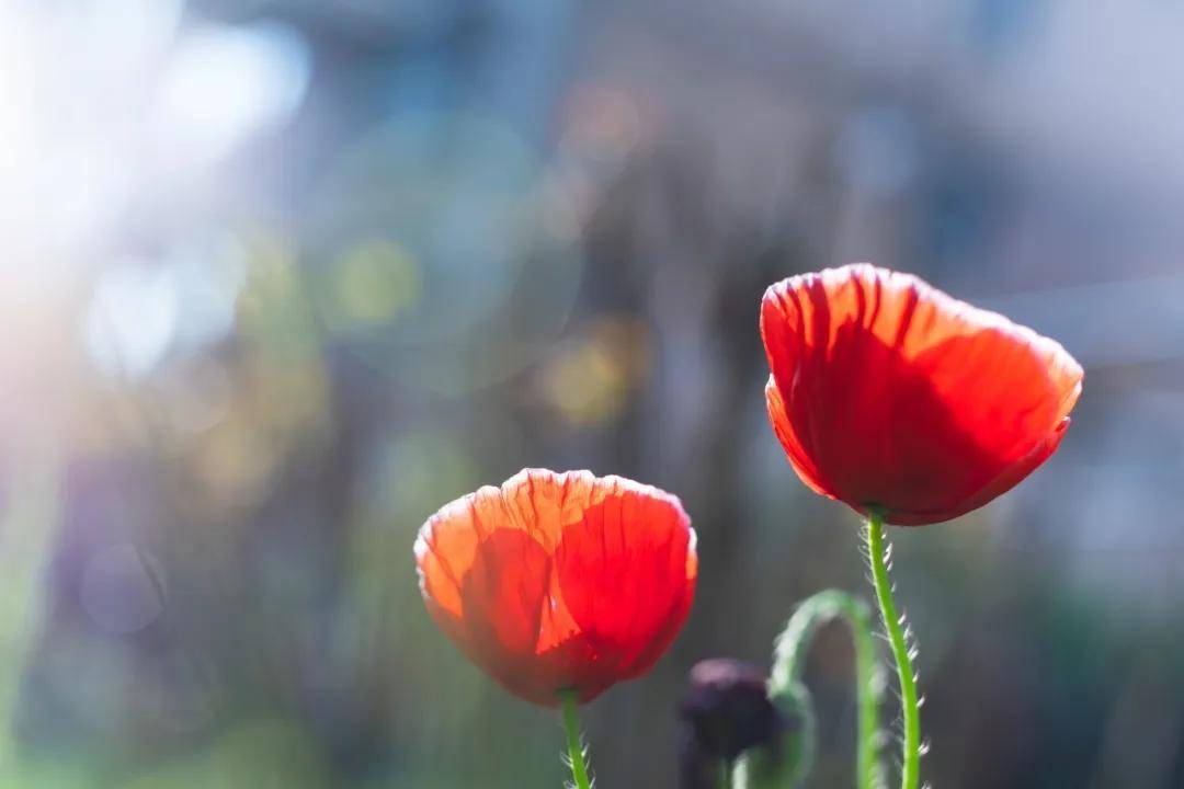 原创            “过年不穿4衣，穿了遭人嫌”，过年别穿这4种衣服，真不是迷信