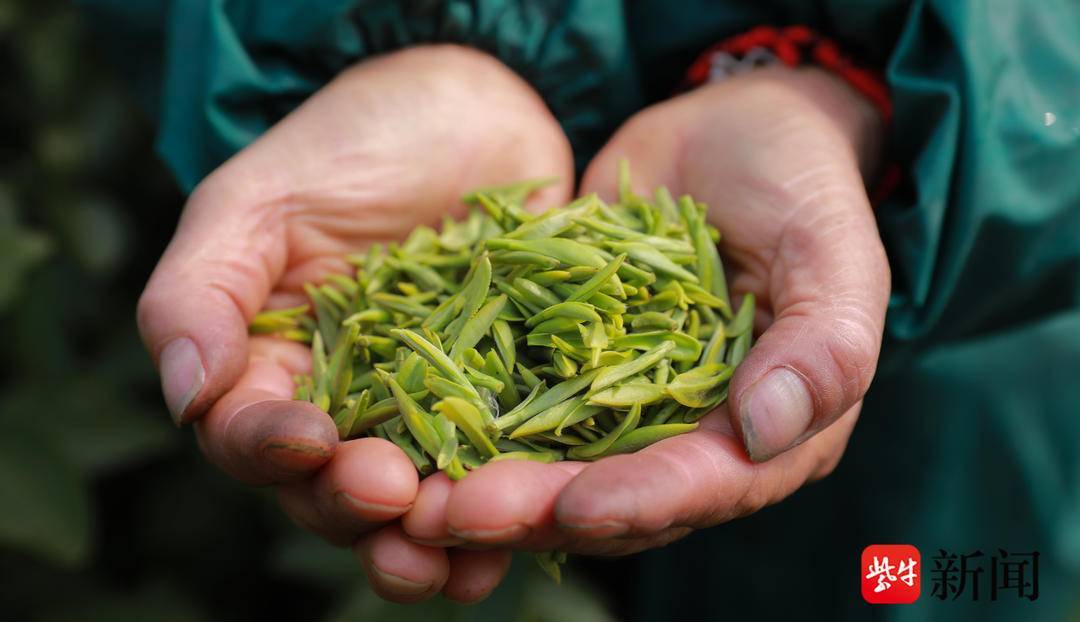 春分至，茶飘香！2000元/斤，首批“明前茶”抢“鲜”上市