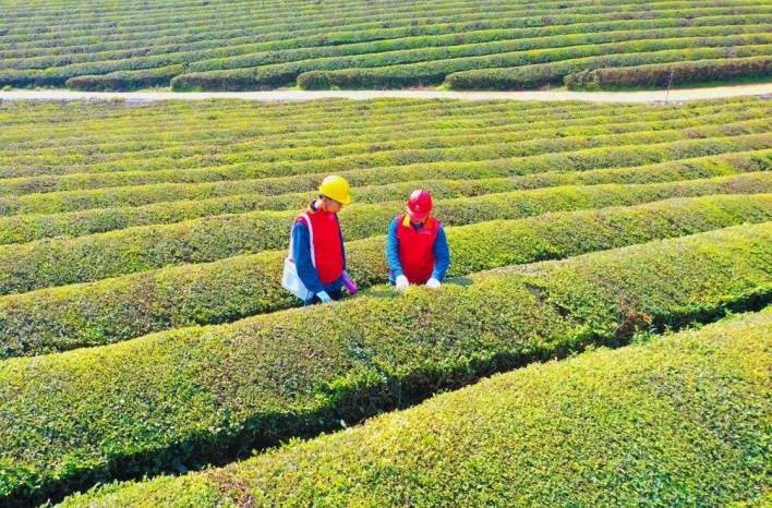 宁国：“村网共建”再升级 电力护航茶飘香