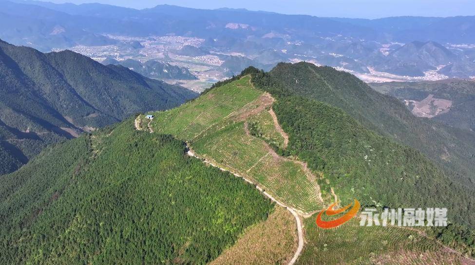 江华：瑶山春早 茶农“头采”忙