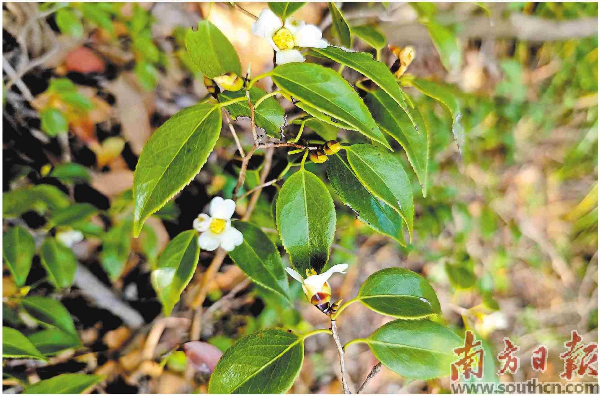 丹霞山新物种“尚时茶”亮相