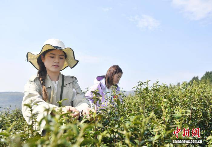 云南宜良万亩宝洪茶开采 游客共享千年茶韵