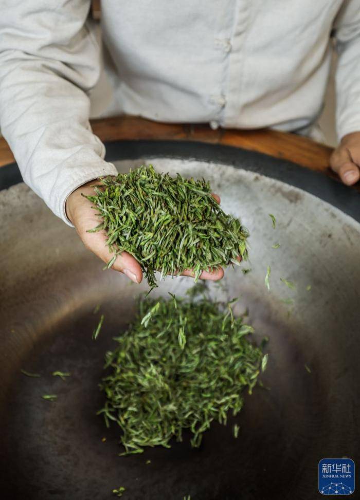 美丽中国｜浙江武义：中国有机茶之乡春茶全面开采