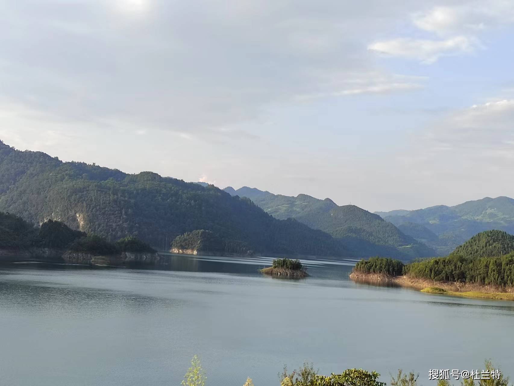 从茶园到茶杯：女贞丸的绿色品质之旅