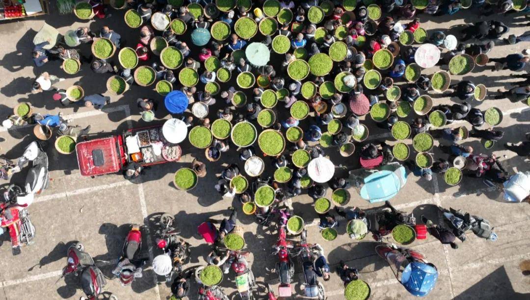 茶农不出村 鲜叶卖四方 名山区茶市交易火热！